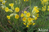 Gulden sleutelbloem (Primula veris)