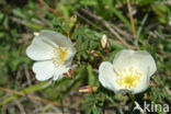 Burnet Rose (Rosa pimpinellifolia)