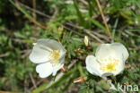 Duinroosje (Rosa pimpinellifolia)