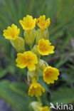 Gulden sleutelbloem (Primula veris)