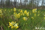 Cowslip (Primula veris)