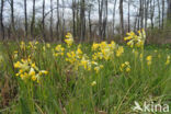 Gulden sleutelbloem (Primula veris)