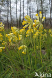 Cowslip (Primula veris)