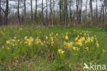 Gulden sleutelbloem (Primula veris)