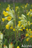 Gulden sleutelbloem (Primula veris)