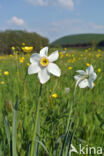 Pheasant s-eye Daffodil (Narcissus poeticus)