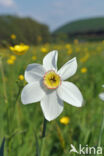 Pheasant s-eye Daffodil (Narcissus poeticus)