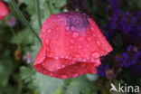 Opium Poppy (Papaver somniferum)