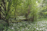 Ramsons (Allium ursinum)