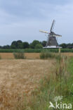 Cultivated Oat (Avena sativa)