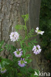 Crown Vetch (Securigera varia)