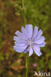 Wilde cichorei (Cichorium intybus)