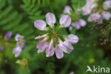 Crown Vetch (Securigera varia)