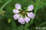 Crown Vetch (Securigera varia)