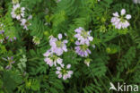Crown Vetch (Securigera varia)
