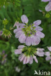 Crown Vetch (Securigera varia)