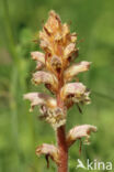 Klavervreter (Orobanche minor)