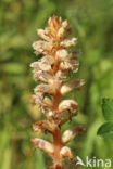 Common Broomrape (Orobanche minor)