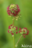 Salad Burnet (Sanguisorba minor)