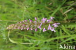 Fragant Orchid (Gymnadenia conopsea)