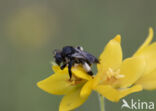 Gewone slobkousbij (Macropis europaea