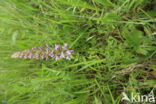 Grote muggenorchis (Gymnadenia conopsea)