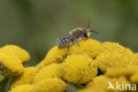 Wormkruidbij (Colletes daviesanus)