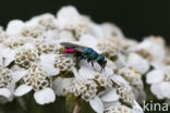 Gewone Goudwesp (Chrysis ignita)