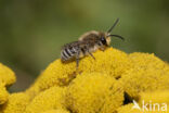 Wormkruidbij (Colletes daviesanus)