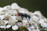 gold wasp (Chrysis ignita)