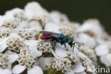 gold wasp (Chrysis ignita)