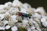 Gewone Goudwesp (Chrysis ignita)