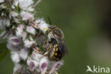 Grote wolbij (Anthidium manicatum)