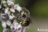 Grote wolbij (Anthidium manicatum)