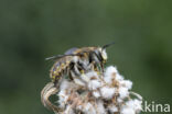 Grote wolbij (Anthidium manicatum)