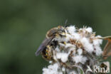 Grote wolbij (Anthidium manicatum)