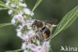 Grote wolbij (Anthidium manicatum)