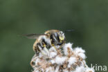 Grote wolbij (Anthidium manicatum)