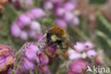 Brown-banded carder bee (Bombus humilis)