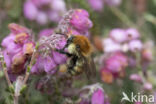 Heidehommel (Bombus humilis)