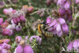 Brown-banded carder bee (Bombus humilis)