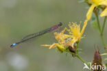 Blue-tailed Damselfly (Ischnura elegans)