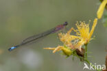 Blue-tailed Damselfly (Ischnura elegans)