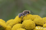 Wormkruidbij (Colletes daviesanus)