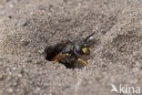 Bijenwolf (Philanthus triangulum)