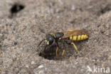 Bijenwolf (Philanthus triangulum)