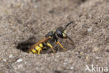 Beewolf (Philanthus triangulum)