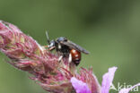 Bonte viltbij (Epeoloides coecutiens)