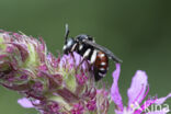 Bonte viltbij (Epeoloides coecutiens)