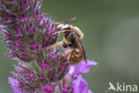 Bonte viltbij (Epeoloides coecutiens)